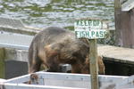 Bear Viewing Kodiak Island Alaska